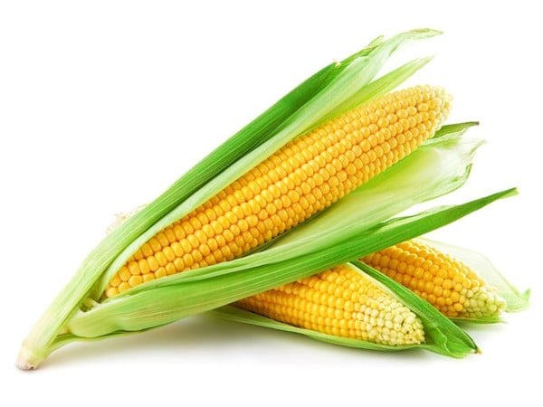 Jagung cocok jadi budidaya dan bisnis – berikut hal terbaik dari jagung