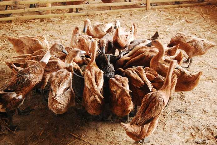 Cara bisnin bebek yang benar dan baik – bebek jawa merupakan cuan yang baik