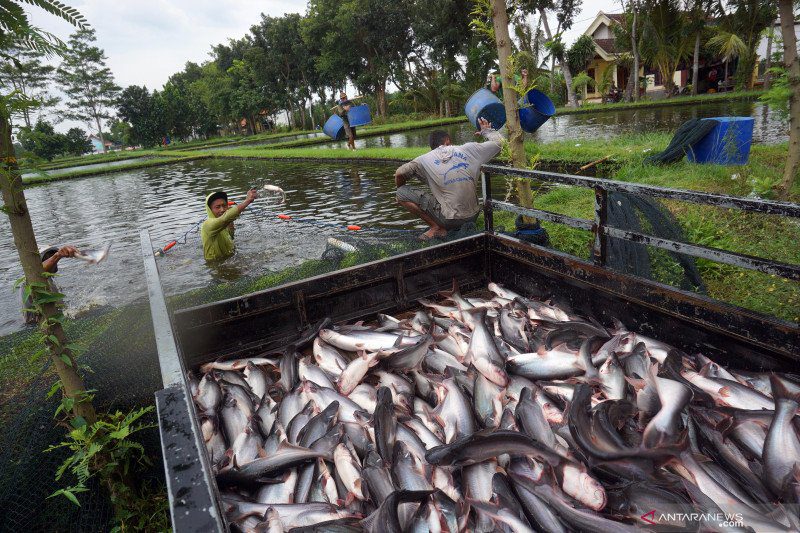 Cara budidaya ikan patin yang gemuk – buktikan sendiri di rumah