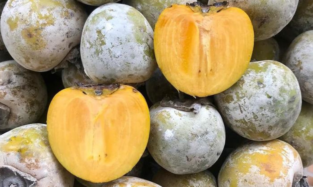 Buah kesemek rasa enak warna kuning dan lengket di lidah maknyus