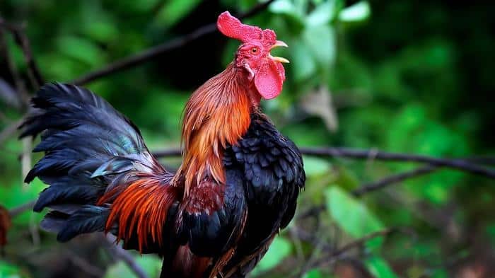 Cara bisnis ayam jago dan ternak ayam jago yang bikin kamu kaya ray – cek berikut tips mengenai ayam jago